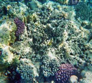 Schnorcheln bei Hurghada