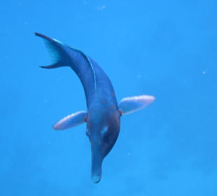 Schnorcheln Marsa Alam