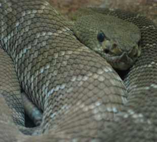 Rattlesnake Museum in Albuquerque