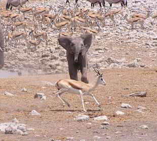 Elefantenbaby ärgert Springbock