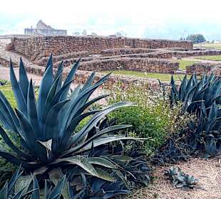 Inka Ruine Ingapirca