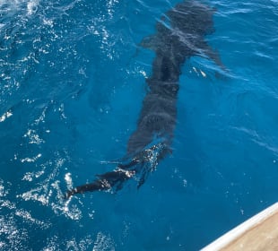 Schnorcheln Hurghada