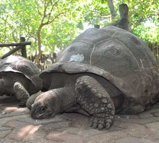 Tortue centenaire de Prison Island