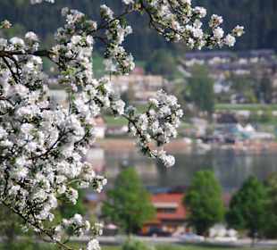 Blütenmeer am Ossiacher See