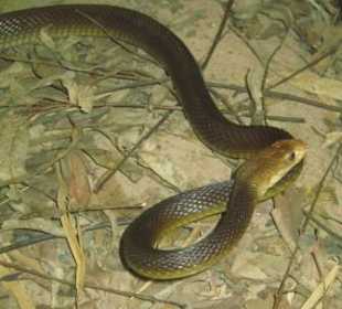 Taipan