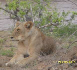 Tsavo Ost eine wunderschoen Lowendame