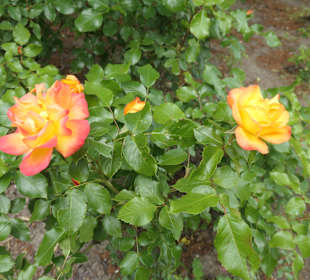 Unterwegs im Victoria-Park in Berlin Kreuzberg