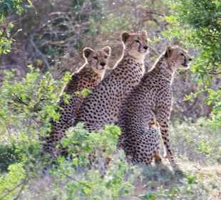 Gepardengruppe
