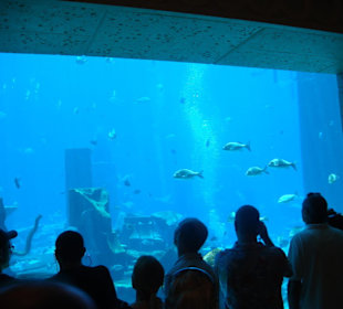 Aquarium