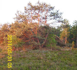 Sonnenaufgang in der Lüneburger Heide