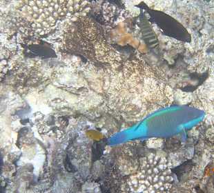 Korallen Riff mit Fisch