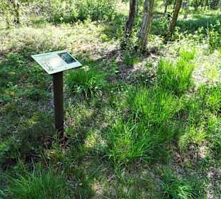 Eindrücke vom Moorpfad in Tarmstedt