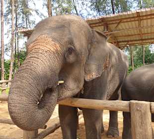 Khao Lak Elephant Camp & Monkey Show