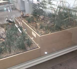 Staatliches Naturkunde Museum