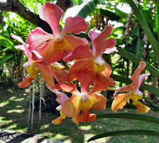 Blüte