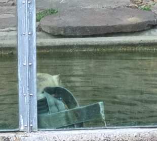 Eisbär mit Spielzeug