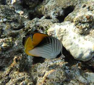 Hotel Hilton Shark Bay Resort