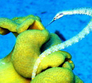 Seenadel bei der Mittagspause