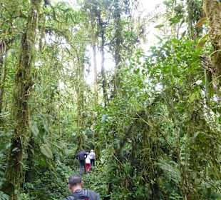 Wanderung durch den Nebelwald/Regenwald