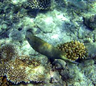 Am Hausriff Athuruga