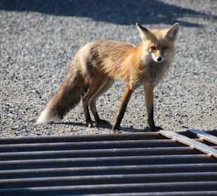 ...einem neugierigen Rotfuchs