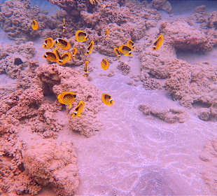 Schnorcheln Marsa Alam