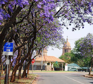 Jacaranda-Bäume in Pretoria