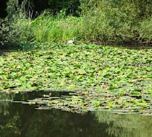 Sommer-Impressionen aus dem Park Links der Weser