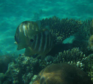 Hausriff, rechts von der Marina