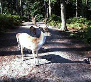 Naturwildpark Granat - Haltern