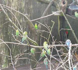 Vogelpark - handzahme Wellensittiche