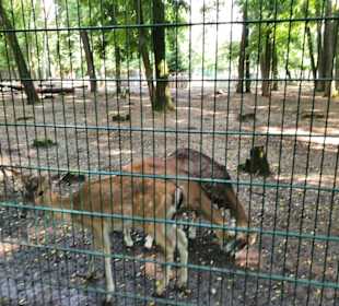 Wildpark Mainz-Gonsenheim