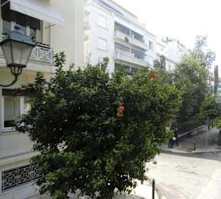 Orangenbäume mitten in Athen