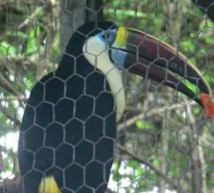 Manati park bavaro