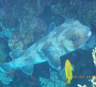 Животный мир красного моря