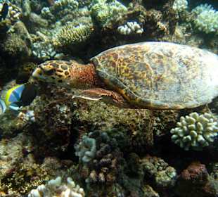 Echte Karettschildkröte