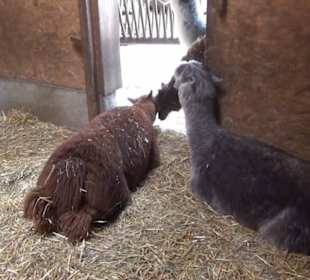 Südamerikabereich - Alpakahaus