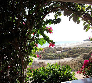 Blumendurchblick  am Strand