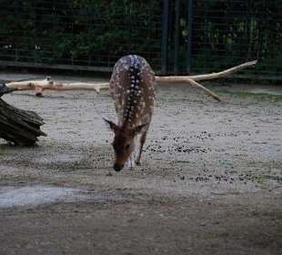 Zoo Magdeburg