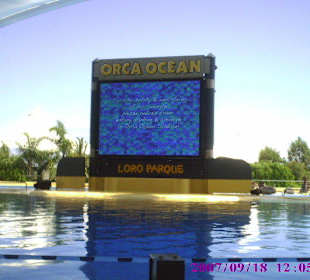 Orcashow im Orca Ocean