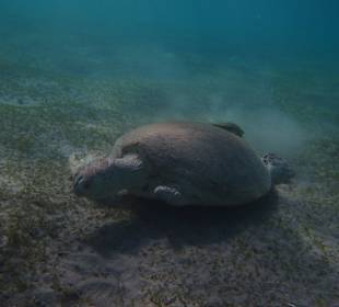 Grüne Meeresschildkröte