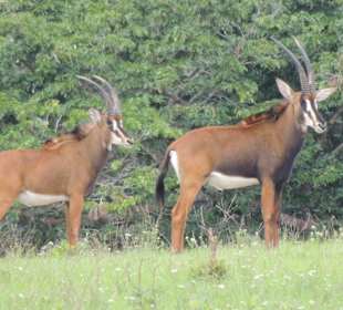 Shimba Hills