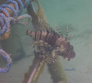 Feuerfisch auf halbem Weg zum Riff