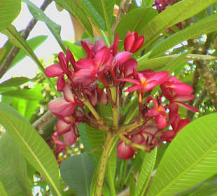 Botanischer Garten Assuan