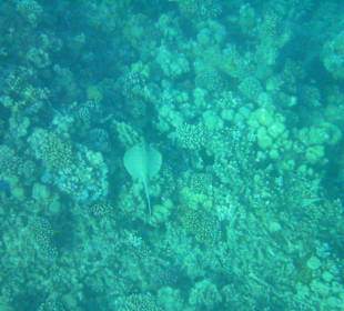 Hausriff des Makadi Palace