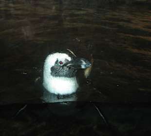 Pinguin im Aquarium