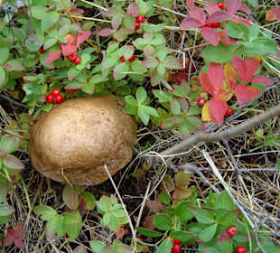 Ein Wald voller Pilze