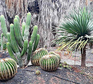 Botanischer Garten Viveiro
