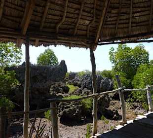Coral Garden auf Wasini Island