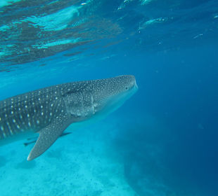 Whale shark Snorkeling